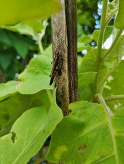 Brown grasshopper sitting on a tree 
