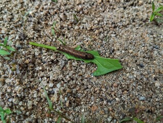 Caterpillar sitting on a green leaf 
