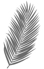 Shadow Palm Leaves silhouette ,Blurry Tropical Coconut Leaf Overlay, Element object for Spring Summer, Mock up Product Presentation.