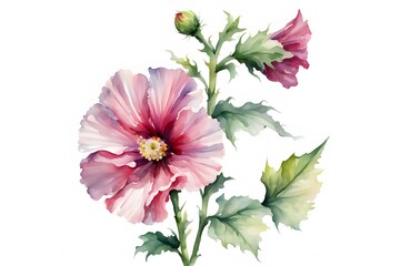 Obraz premium Watercolor hollyhock flower on white background, AI Generated