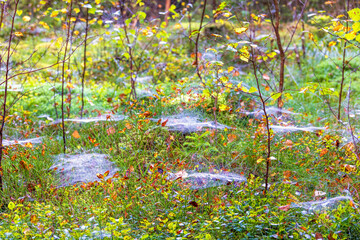 Spider web with dew and blueberry bushes on the forest floor