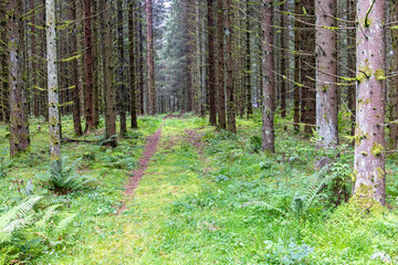 Forest road in a spruce woodland