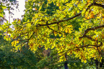 Oak tree branch at autumn