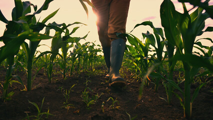 Farmer walking through maize field, low angle view © Bits and Splits
