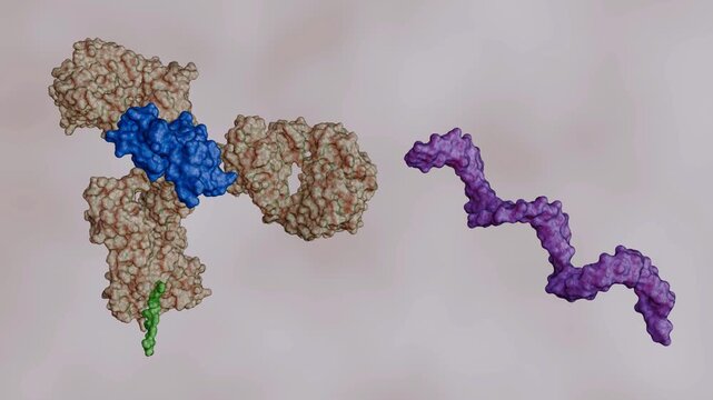 A 3D animation of a SpyTag-SpyCatcher complex with antibody molecules 