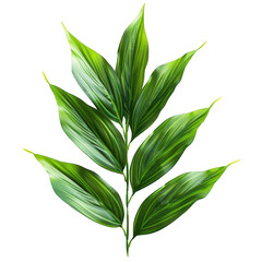 Fototapeta premium Vibrant Green Leaves Isolated on White Background Displaying Nature's Simplicity and Elegance