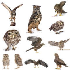 bird of prey in Europe