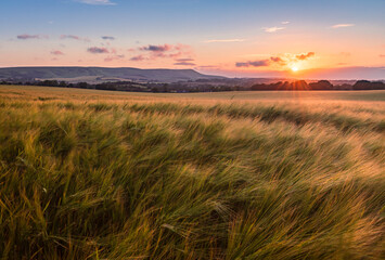 July sunset over Firle beacon and fields of wheat from Wilmington on the south downs east Sussex...