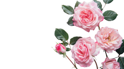 Obraz premium Pink roses on transparent background