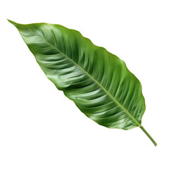 Close-Up of Single Green Tropical Leaf with Detailed Texture Against a White Background