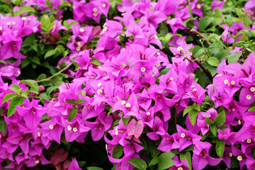 Bougainvillea Blooming fuchsia flowers on the trees all over the garden in the sunlight.