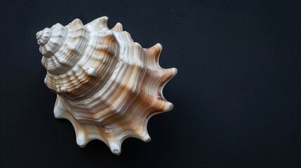 Serenity Found: Seashell on Black Background Generative AI