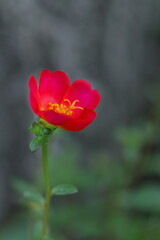 可憐なマツバボタン