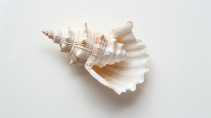Serenity Found: Seashell on White Background Generative AI