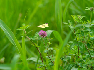 河川敷のムラサキツメクサと舞い降りるモンキチョウ