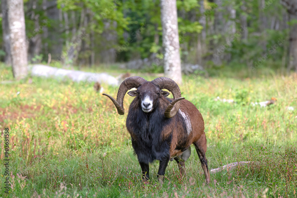 Sticker The European mouflon (Ovis orientalis musimon) in game reserve. Male mouflon are known as rams.