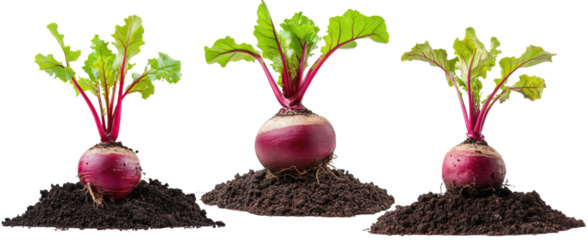 Beet root growing in soil  on white background.