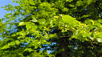 linden trees with spring green leaves