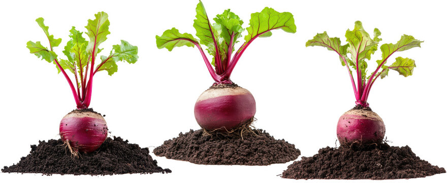 Beet root growing in soil  on white background.