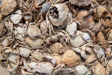Nahaufnahme eines Haufens eingesammelter, gestorbener und ans Ufer gespülter Schalen von Krebsen...