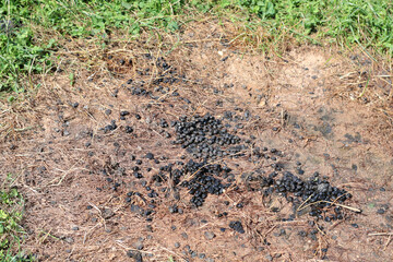 Alpaca poop in grass in summer. Toilet for llamas. 