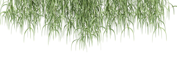 Obraz premium bamboo isolated on white background