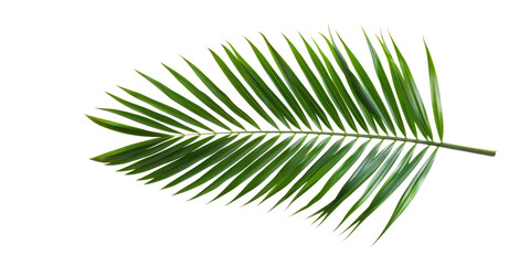Obraz premium Natural aesthetic green tropical palm leaves cut out in the transparent background.