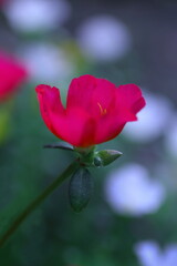 可憐なマツバボタン