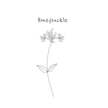 Honeysuckle flower with leaves and stem. Hand drawn honeysuckle branch illustration