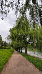 weeping willow trees growing by the Ljubljanica river in spring