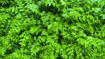 green leaves covered with rain texture