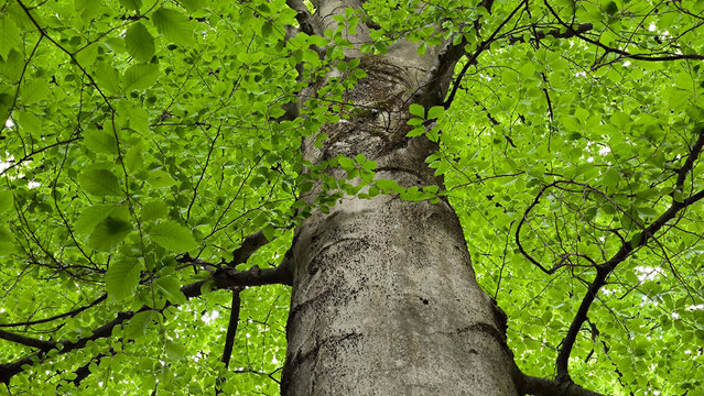 beech tree, various types, growing in the park