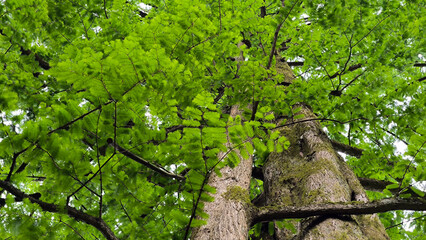 Fototapeta premium dawn redwood metasequoia glyptostroboides tree
