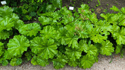 green leaves of Indian-rhubarb, Darmera peltata plant