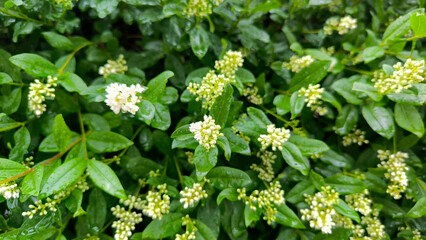 European privet bush in blossom