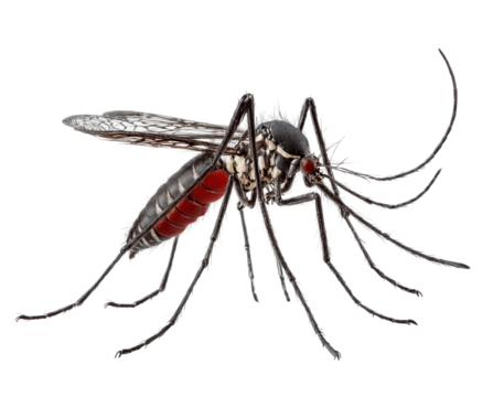 Aedes mosquitoes carry malaria and dengue fever. Female Aedes aegypti mosquito with clipping path. illustration
