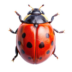 Ladybug top view isolated on transparent background