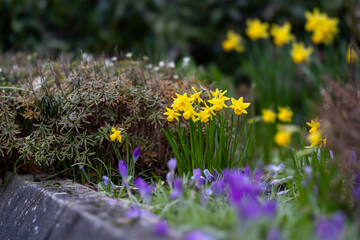 Osterglocken im Garten