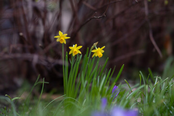 Osterglocken im Garten