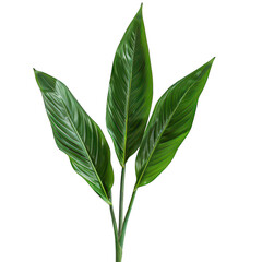 Vibrant Green Foliage of Tropical Leaves with Smooth Lines and Lustrous Texture