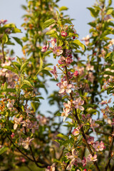 Rosa Bl&uuml;ten eines Obstbaumes 