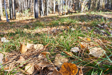 Fallen leaves on the ground in the autumn forest. Selective focus.