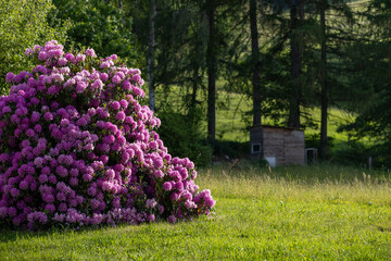 Pink blühender Busch