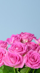 Pink roses in a vase with water droplets on them. vertical. on blue