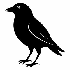Bird Black silhouette