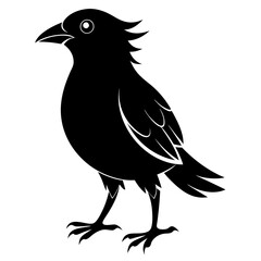 Bird Black silhouette