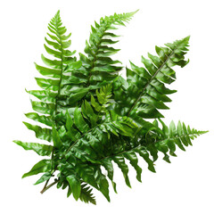 Lush Green Fern Leaves Isolated on White Background in Botanical Arrangement