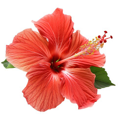 Vibrant Close-Up of a Beautiful Red Hibiscus Flower with Leaves in Tropical Setting © JH45