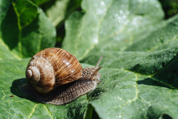 Helix pomatia also Roman snail, Burgundy snail, edible snail or escargot. Snail Muller gliding on the wet leaves. Large white mollusk snails with brown striped shell, crawling on vegetables.