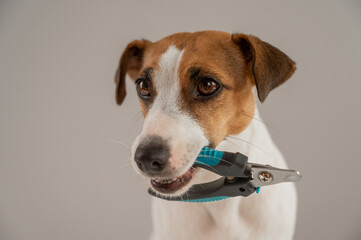 Jack Russell Terrier dog holds nail clippers in his teeth. 